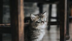 1 Aylık Kedi Bakımı Nasıl Olmalı?