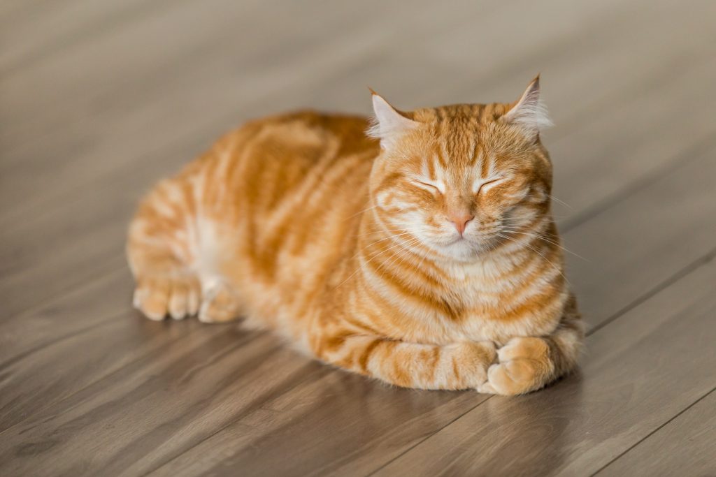 15 kg kedi maması en ucuz