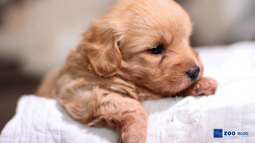 2 Aylık Köpek Tuvalet Eğitimi 2 Aylık Köpek Tuvalet Eğitimi