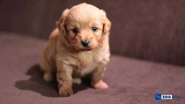 2 Aylık Köpek Tuvalet Eğitimi