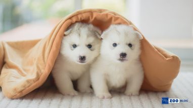 2 Aylık Köpek Tuvalet Eğitimi Nasıl Olur?