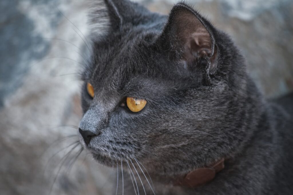 Dünyanın En Popüler Kedi Türleri