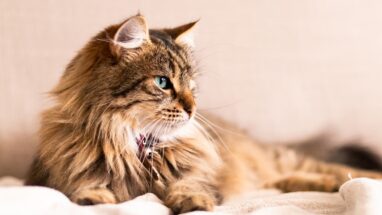 25 Maddede Dünyanın En Popüler Kedi Türleri