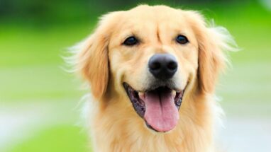 Köpeklerde En Sık Görülen Hastalıklar Nelerdir?