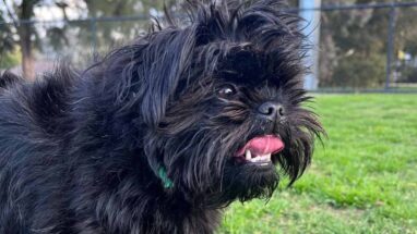 Affenpinscher Köpek Irkı Bakımı Nasıl Olmalı?