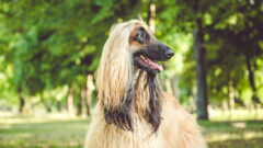 Afghan Hound (Afgan Tazısı) Köpek Irkı Özellikleri, Bakımı ve Sağlık