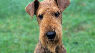 Airedale Terrier Köpek Irkı Özellikleri, Bakımı ve Sağlık