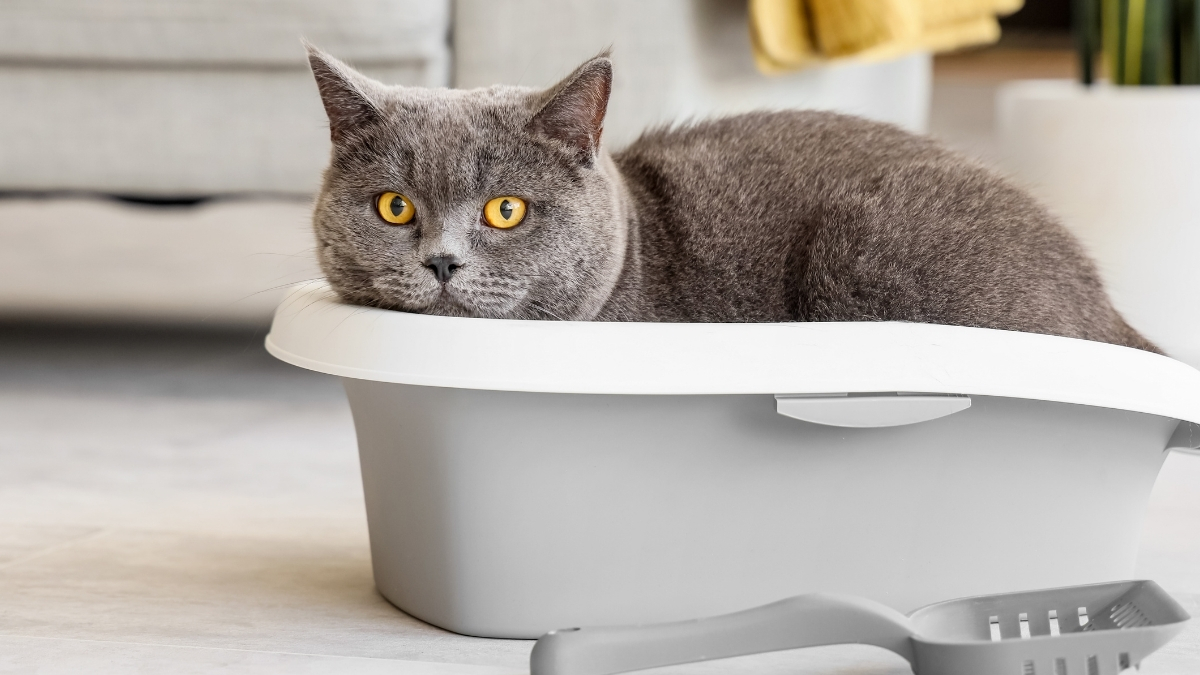 Aktif Karbonlu Kedi Kumu Nedir?