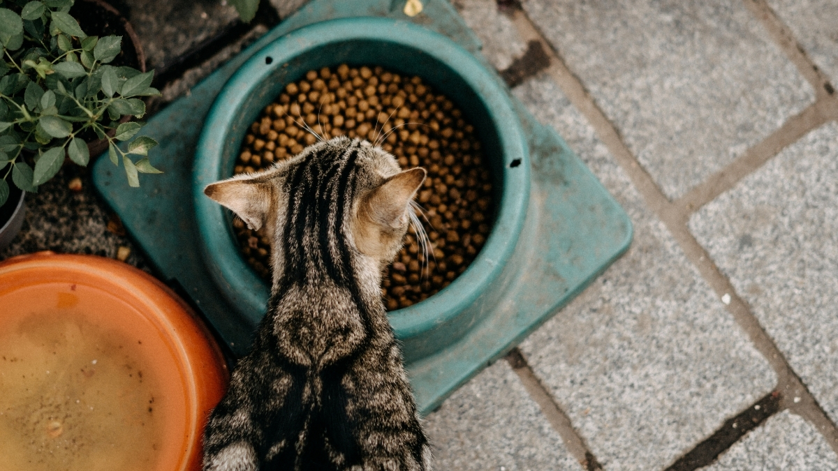 Alerjen Azaltan Kedi Mamaları Nedir?