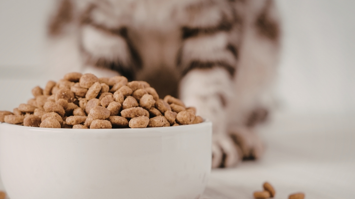 Alerjen Azaltan Kedi Mamaları Nedir?