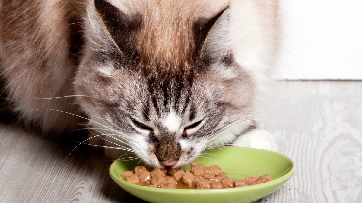 Alerjen Azaltan Kedi Mamaları Nedir?