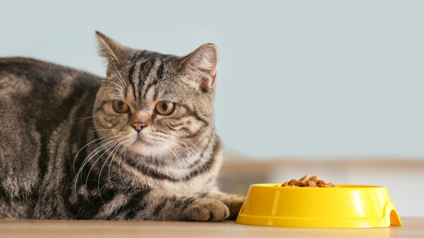 Alerjen Azaltan Kedi Mamaları Nedir?
