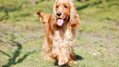 American Cocker Spaniel Köpek Irkı Özellikleri, Bakımı ve Beslenme