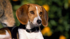 American Foxhound (Amerikan Tilki Tazısı) Köpek Irkı Özellikleri, Bakımı ve Beslenme