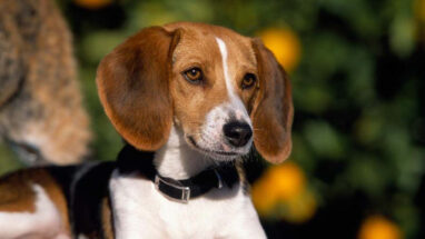 American Foxhound (Amerikan Tilki Tazısı) Köpek Irkı Özellikleri, Bakımı ve Beslenme