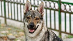 American Indian Dog Köpek Irkı Özellikleri, Bakımı ve Beslenme