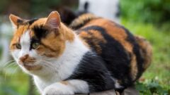 American Wirehair Kedi Irkı Özellikleri, Bakımı ve Beslenme İhtiyacı