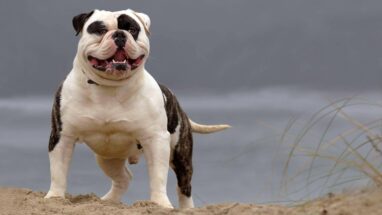 American Bulldog Köpek Irkı Tüm Özellikleri, Genel Bakım ve Sağlık