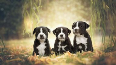 American Stafford Terrier Irkı Özellikleri ve Bakımı