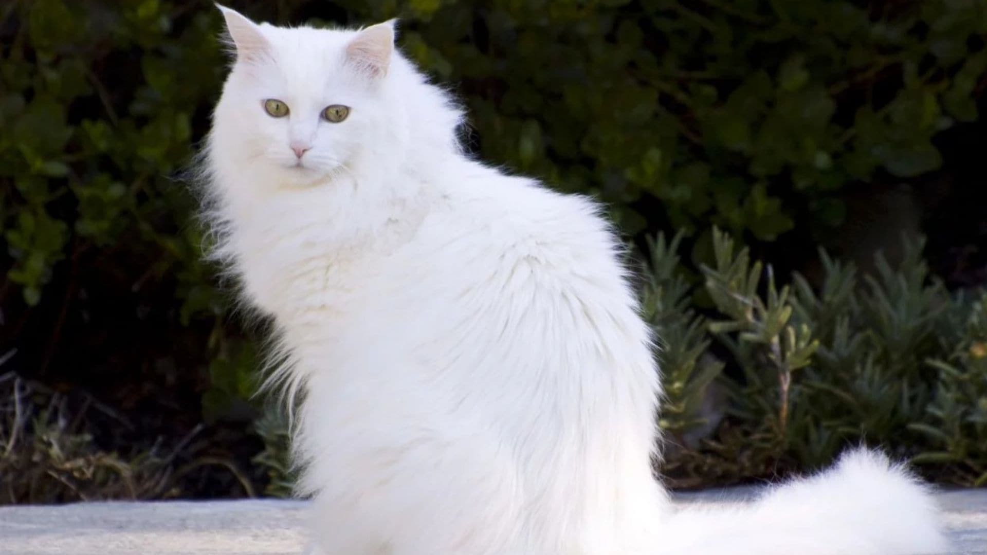 Какая порода белых котов. Турецкая ангорская кошка. Турецкая ангорская белая кошка. Кошка ангорковая порода. Кошка ангорка белая.