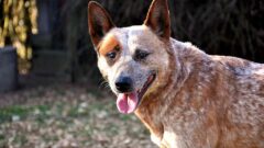 Australian Cattle Dog (Avustralya Sığır Çobanı Köpeği) Bakımı, Özellikleri ve Beslenme