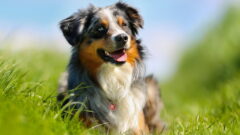 Australian Shepherd Dog (Avustralya Çoban Köpeği) Köpek Irkı Özellikleri ve Bakımı