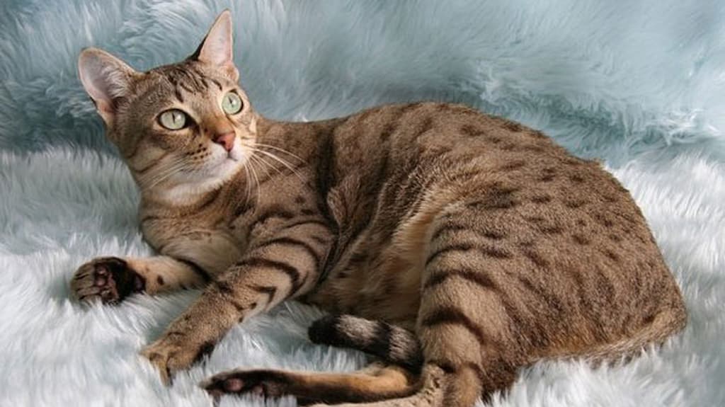 Australian Mist Kedi Irkı Özellikleri, Bakımı ve Beslenme İhtiyacı