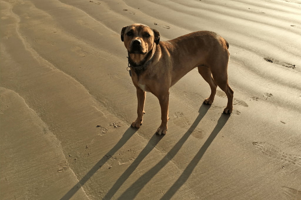 Bandogge Mastif Köpek Irkı Özellikleri, Bakımı ve Sağlık Zoo Blog