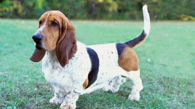 Basset Hound Köpek Irkı Özellikleri, Bakımı ve Sağlık