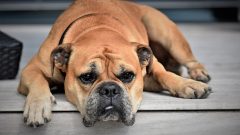 7 Maddede En İyi Bekçi Köpekleri