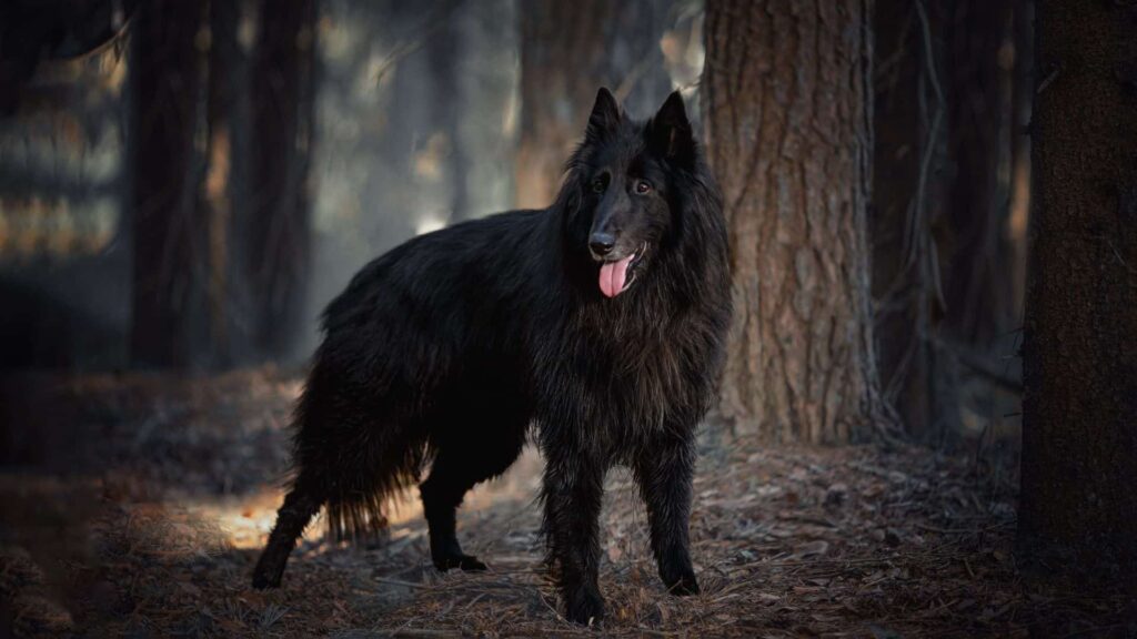 Belgian Groenendael Köpek Irkı Tüm Özellikleri, Genel Bakım ve Sağlık Durumları