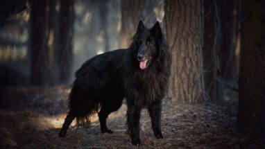 Belgian Groenendael Köpek Irkı Tüm Özellikleri, Genel Bakım ve Sağlık Durumları