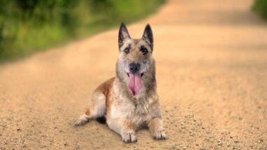 Belgian Laekenois Köpek Irkı Özellikleri, Bakımı ve Beslenme