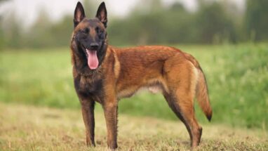 Belgian Malinois (Belçika Çoban Köpeği) (Irkı veya Cinsi) Özellikleri, Bakım ve Sağlık