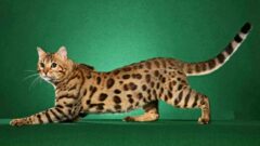Bengal Kedisi Özellikleri ve Genel Bakımı