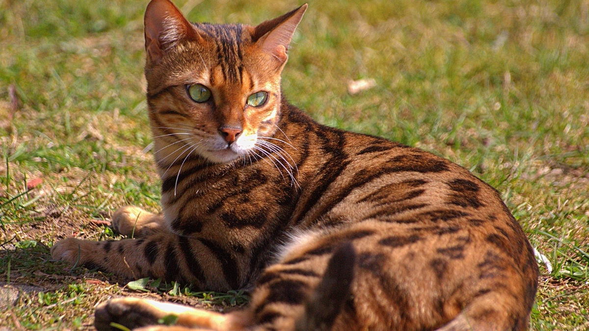 Bengal Kedisi Özellikleri ve Bakımı