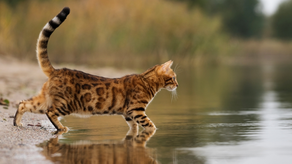 Bengal Kedisi Özellikleri ve Bakımı