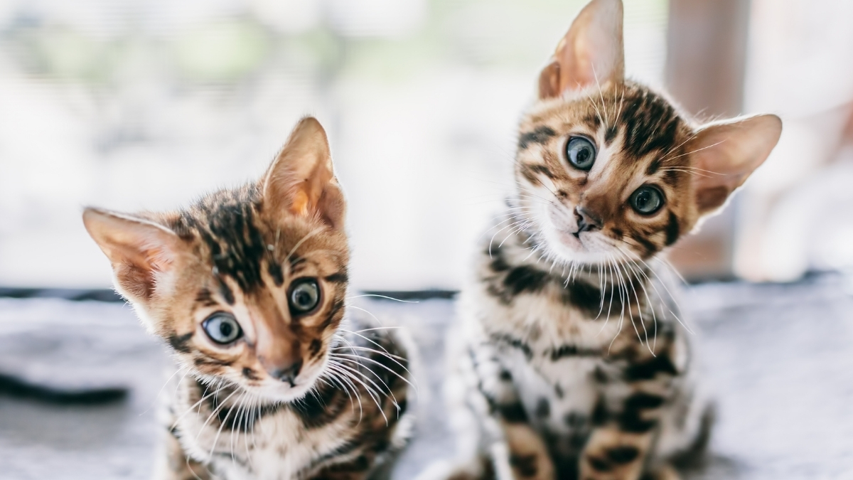 Bengal Kedisi Özellikleri ve Bakımı