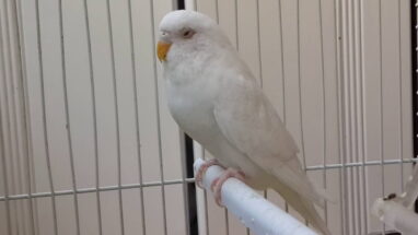 Beyaz Muhabbet Kuşu (Albino Muhabbet Kuşu) Hakkında Bilgiler
