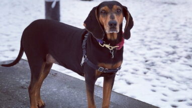 Black Tan Coonhound Köpek Irkı Özellikleri, Bakımı ve Sağlık