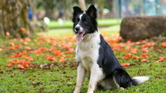 Border Collie Köpek Irkı Özellikleri, Bakımı ve Sağlık