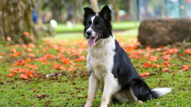 Border Collie Köpek Irkı Özellikleri, Bakımı ve Sağlık