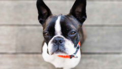 Boston Terrier Köpek Irkı Özellikleri, Bakımı ve Beslenme