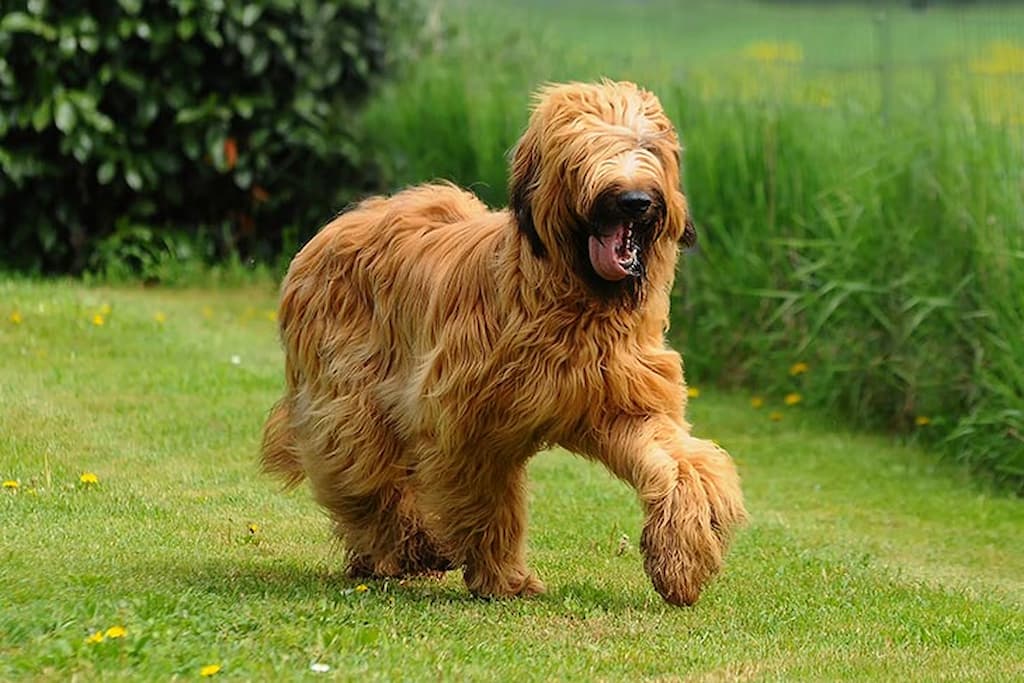 Briard Köpek Irkı Özellikleri, Bakımı ve Beslenme