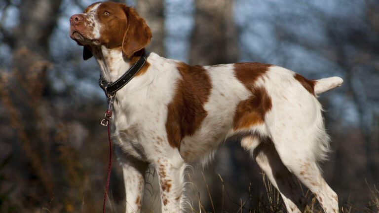 Brittany Köpek Irkı Tüm Özellikleri, Genel Bakım ve Sağlık