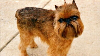 Brussels Griffon Köpek Irkı (Brüksel Griffonu) Özellikleri, Bakımı ve Beslenme