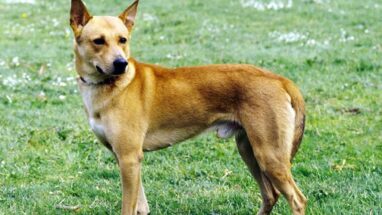 Canaan Dog Köpek Irkı Özellikleri, Bakımı ve Beslenme