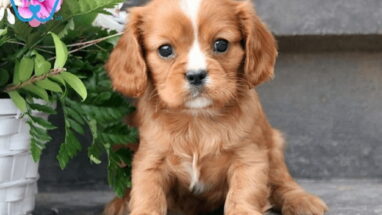 Cavalier King Charles Spaniel Köpek Irkı Tüm Özellikleri, Genel Sağlık ve Bakım Tüyoları