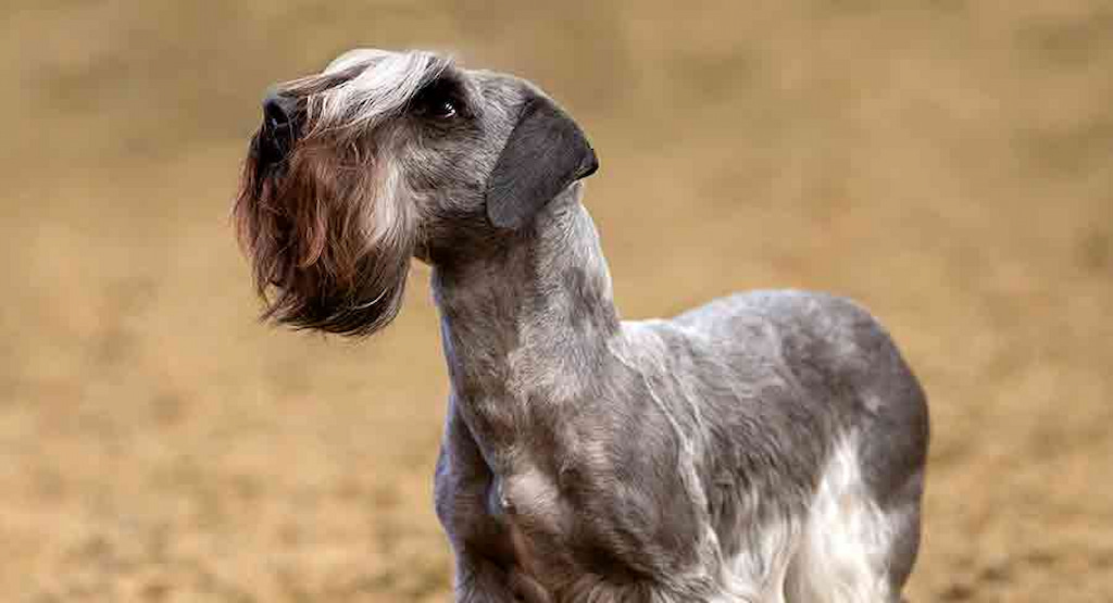 Cesky Terrier Köpek Irkı Özellikleri, Bakımı ve Beslenme