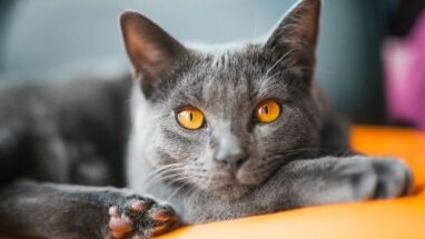 Chartreux Kedi Irkı Özellikleri, Bakımı ve Beslenme İhtiyacı
